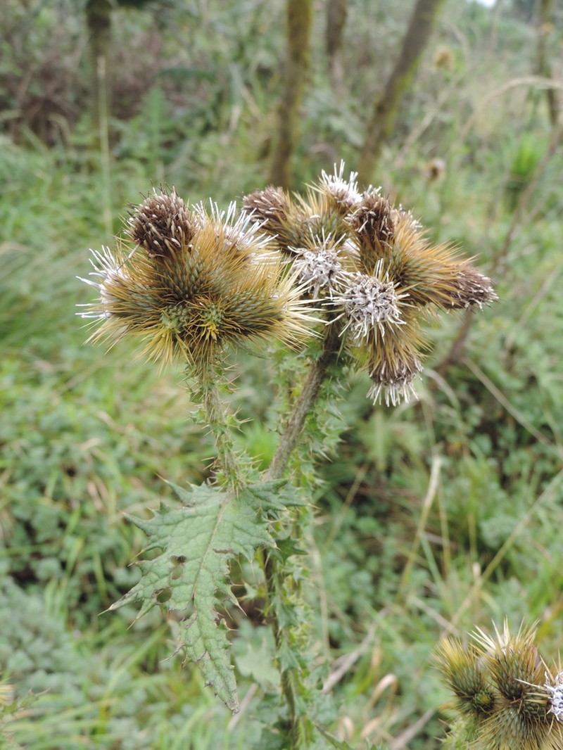 Afrocarduus nyassanus photo 7