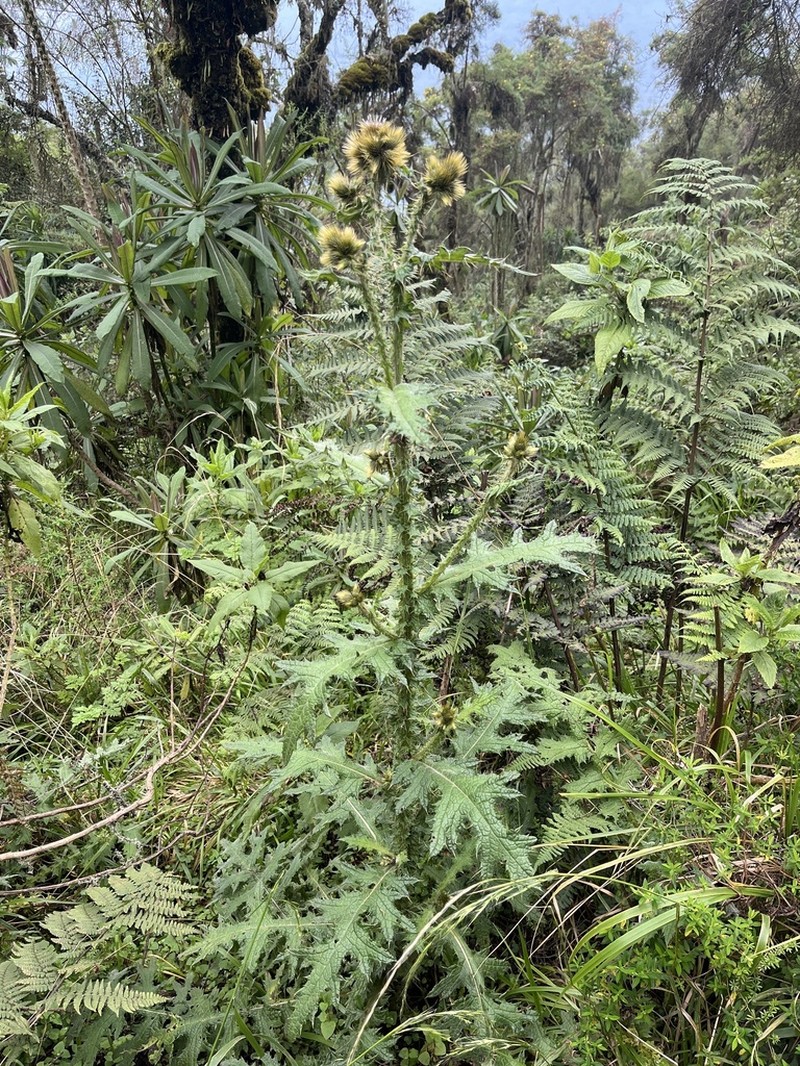 Afrocarduus nyassanus photo 8