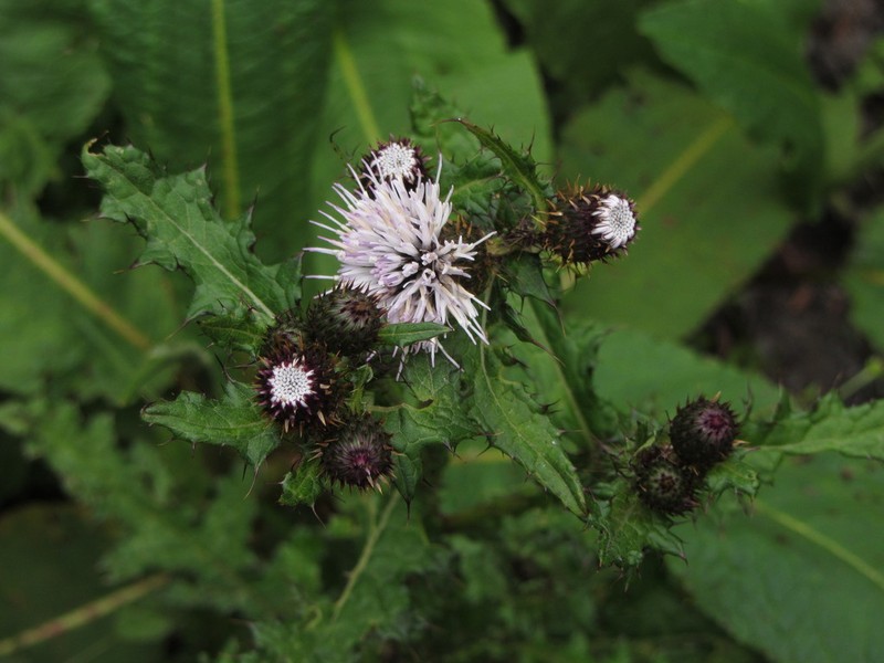 Afrocarduus ruwenzoriensis photo 5