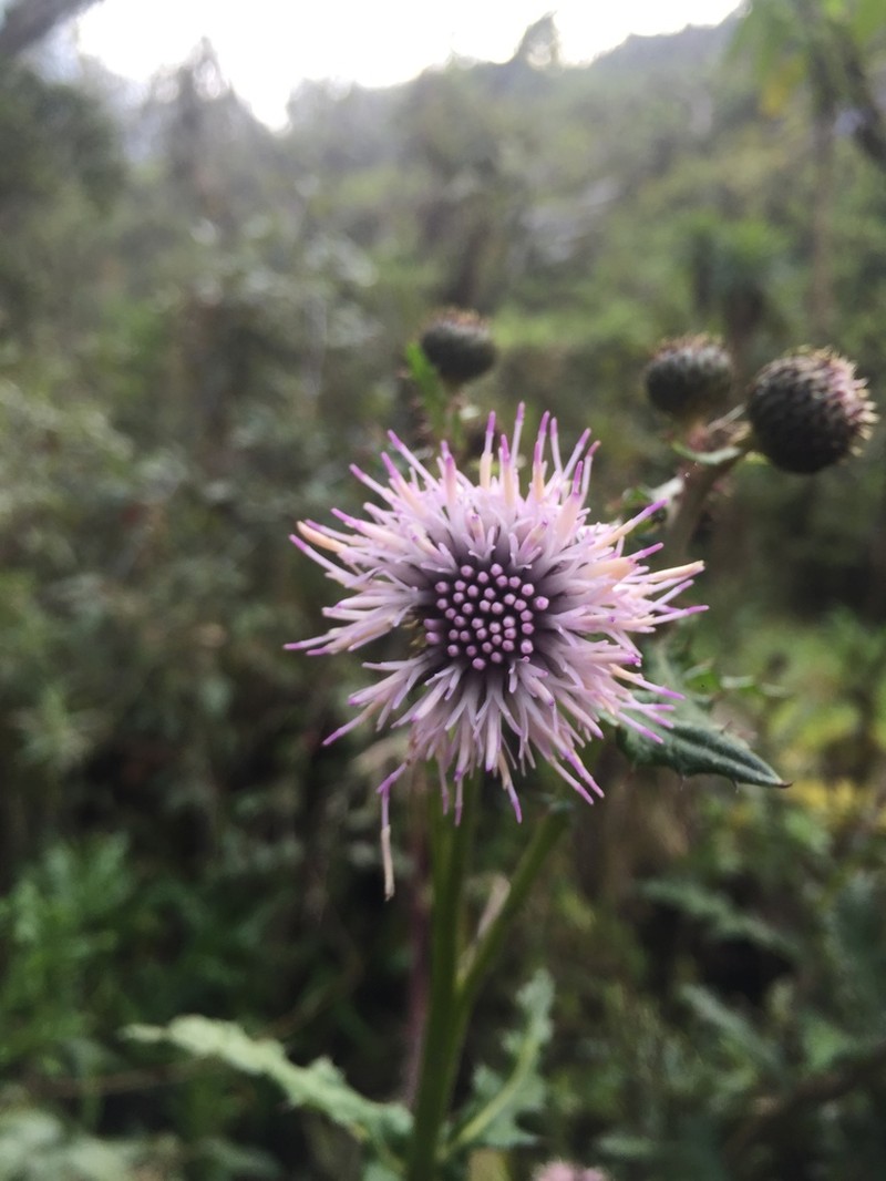 Afrocarduus ruwenzoriensis photo 6