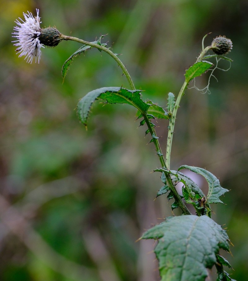 Afrocarduus ruwenzoriensis