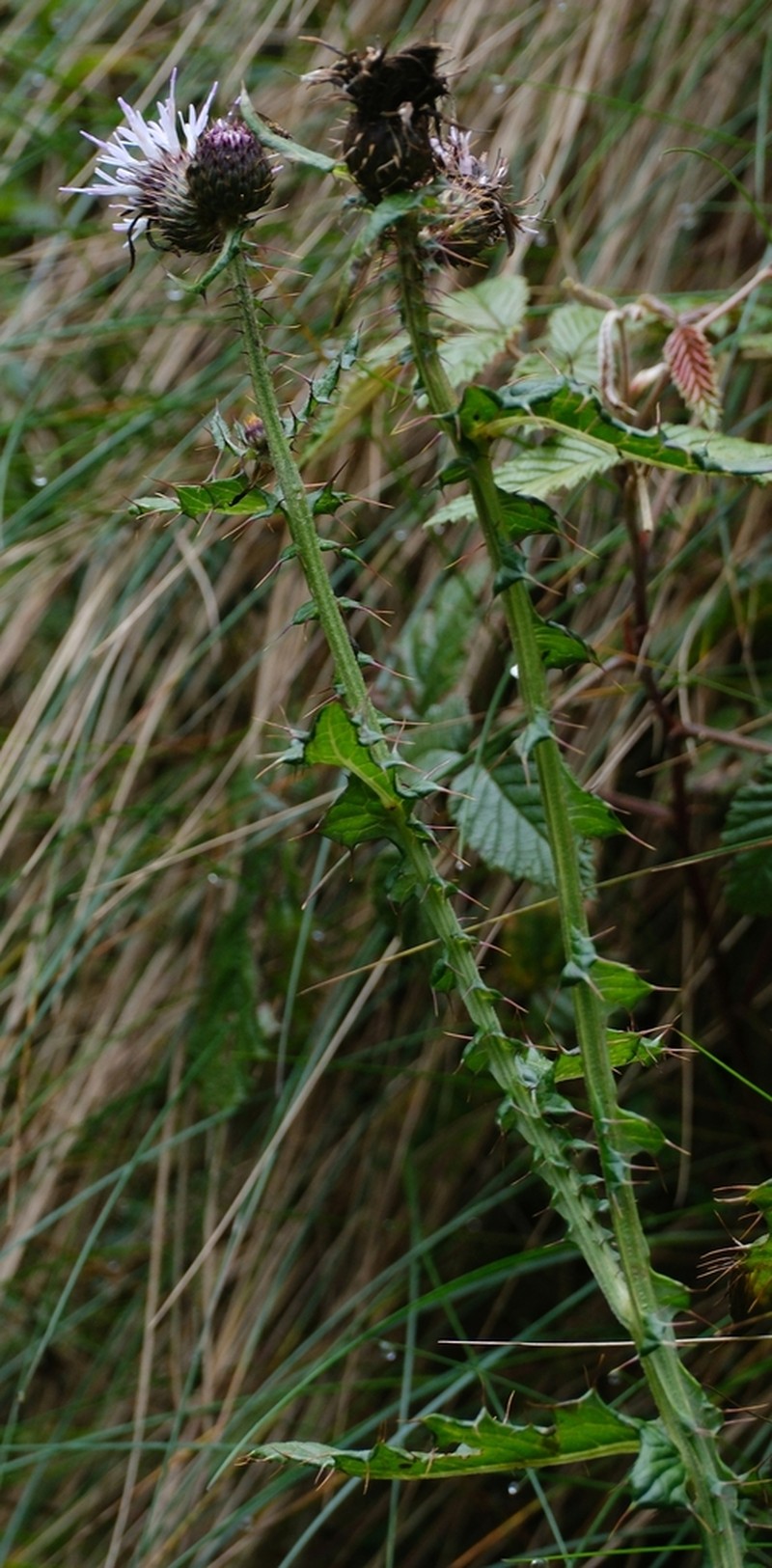 Afrocarduus ruwenzoriensis photo 2