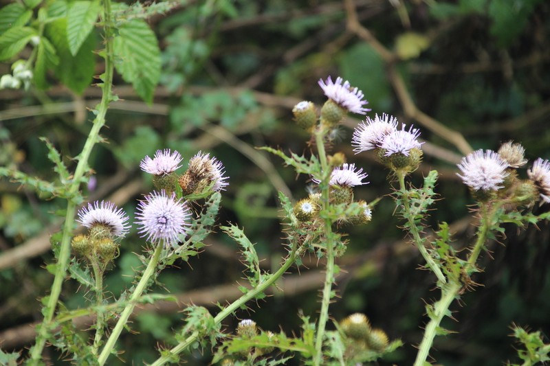 Afrocarduus ruwenzoriensis photo 3