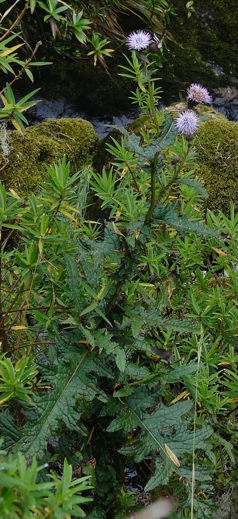 Afrocarduus ruwenzoriensis photo 4