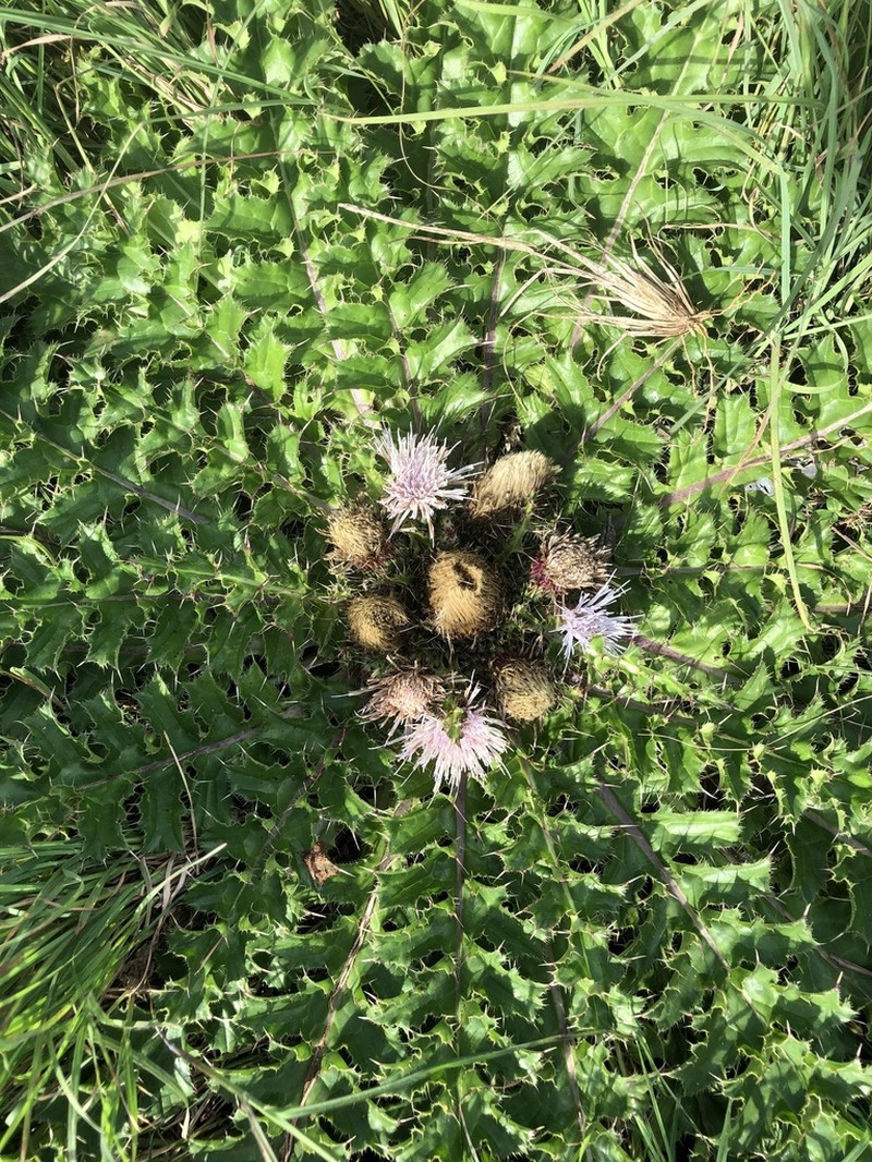 Afrocarduus schimperi