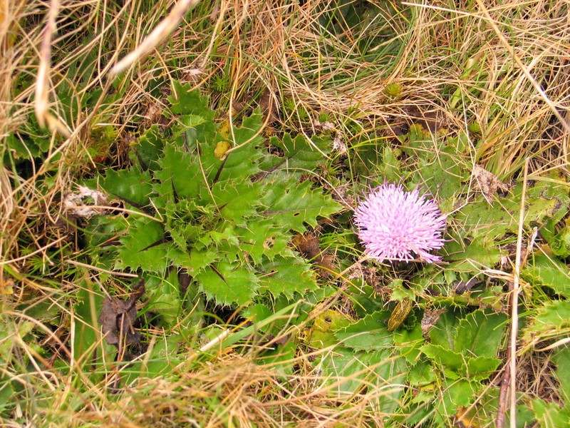 Afrocarduus schimperi photo 2