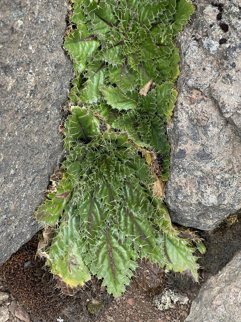 Afrocarduus schimperi photo 3
