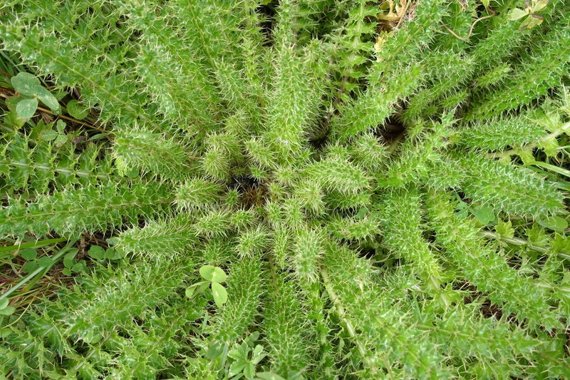 Afrocarduus schimperi photo 6