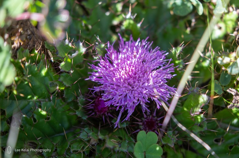 Afrocarduus schimperi photo 7