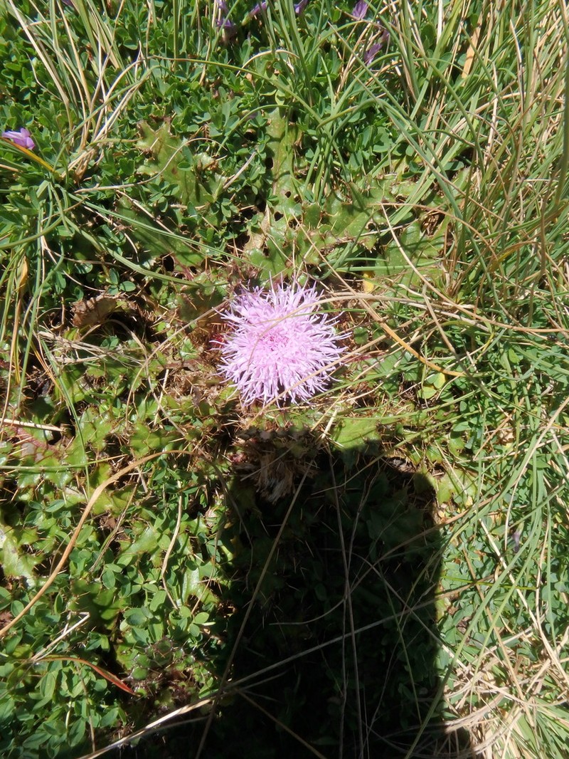 Afrocarduus schimperi photo 8