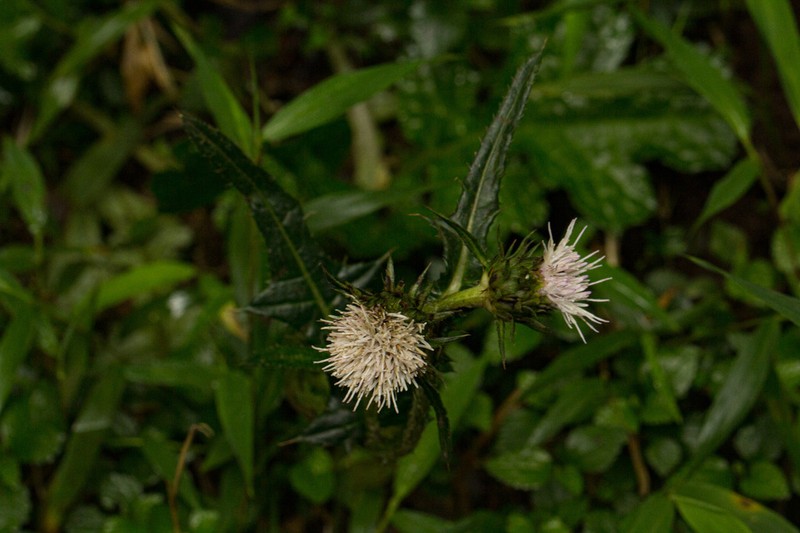 Afrocarduus silvarum