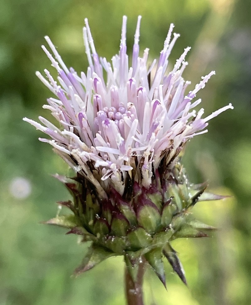 Afrocarduus silvarum photo 2
