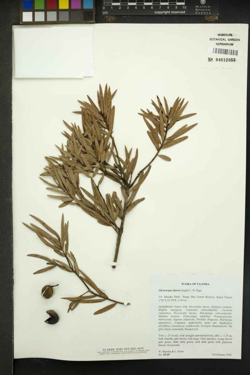 Afrocarpus dawei