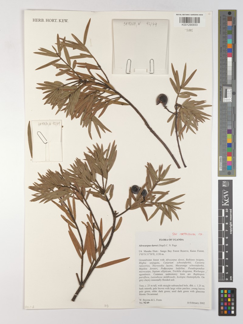 Afrocarpus dawei photo 2