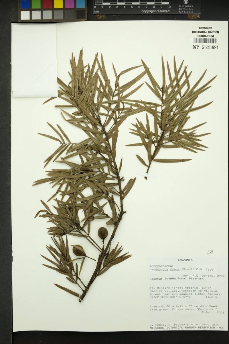 Afrocarpus dawei photo 3