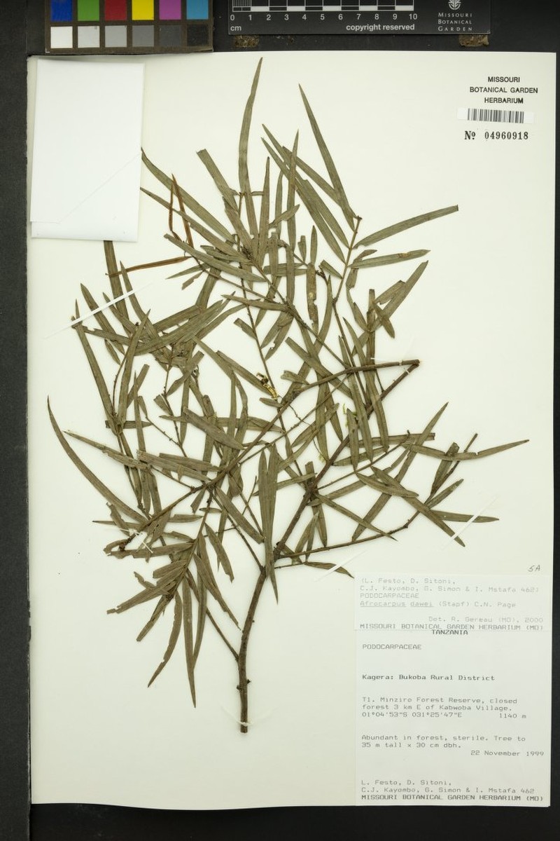 Afrocarpus dawei photo 4