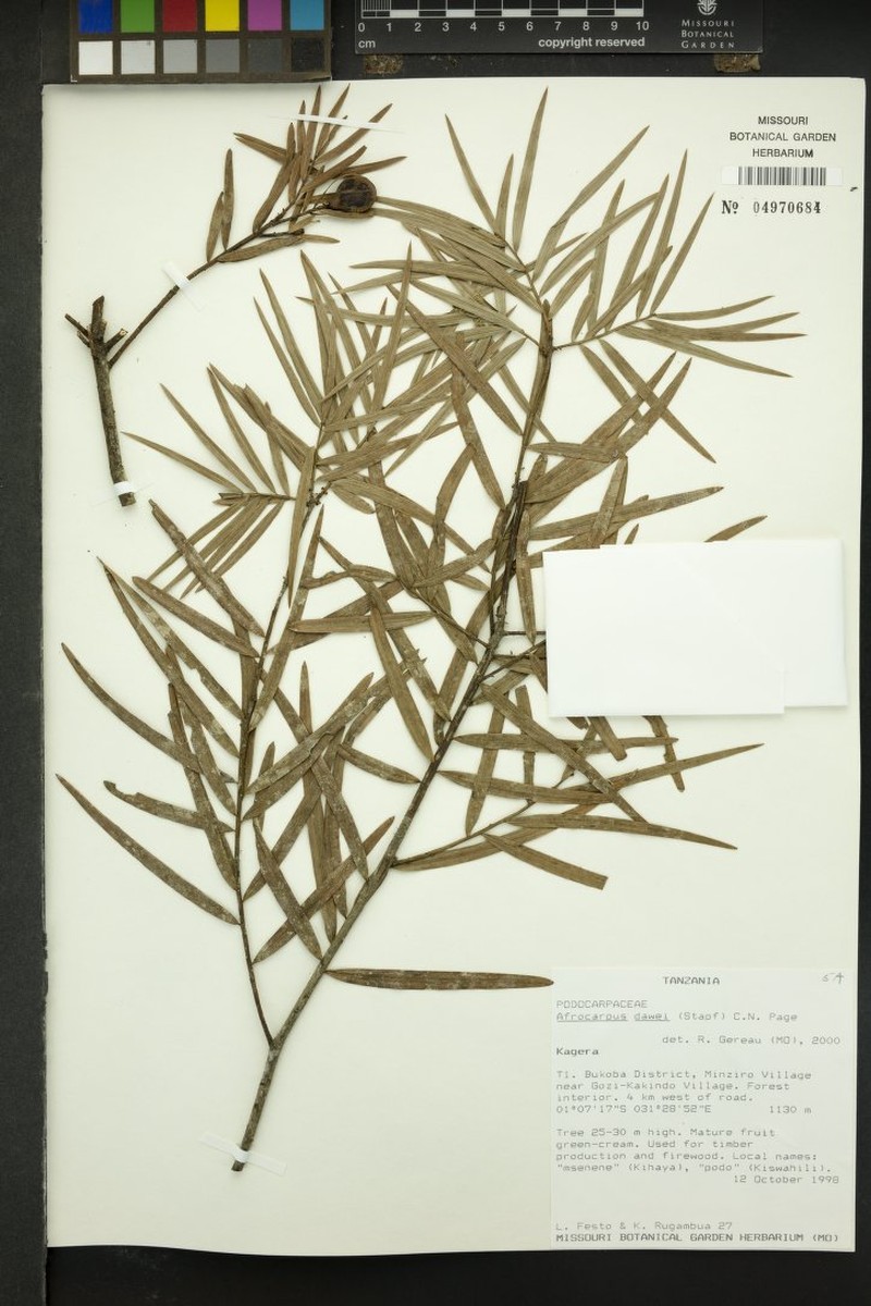 Afrocarpus dawei photo 5