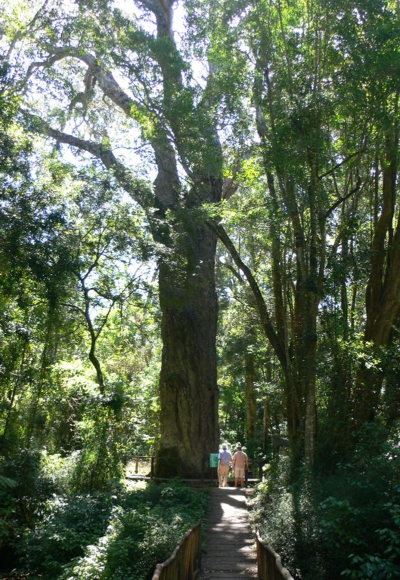 Yellowwood photo 2