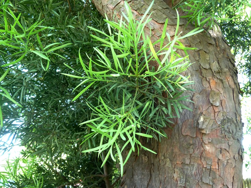 Yellowwood photo 3