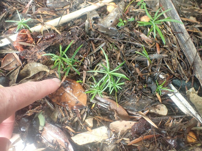 Yellowwood photo 6