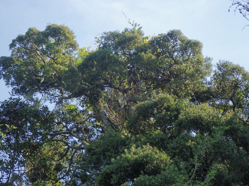 Yellowwood photo 7