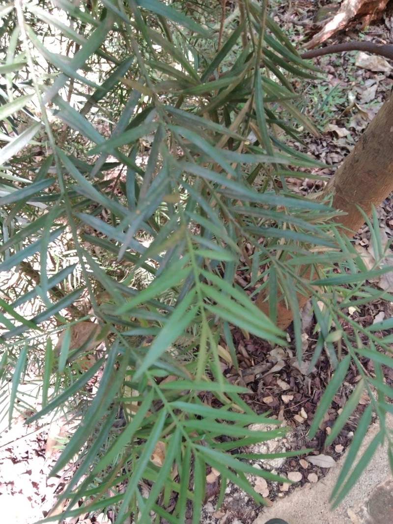 Yellowwood photo 8