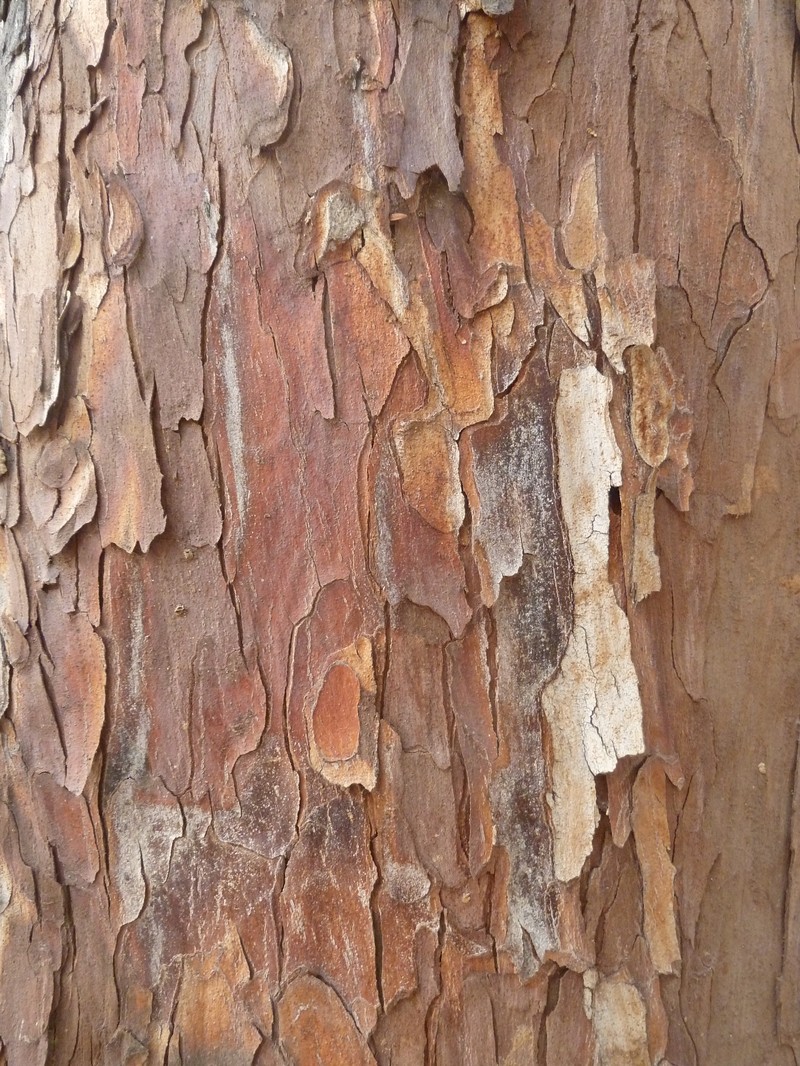 Yellowwood