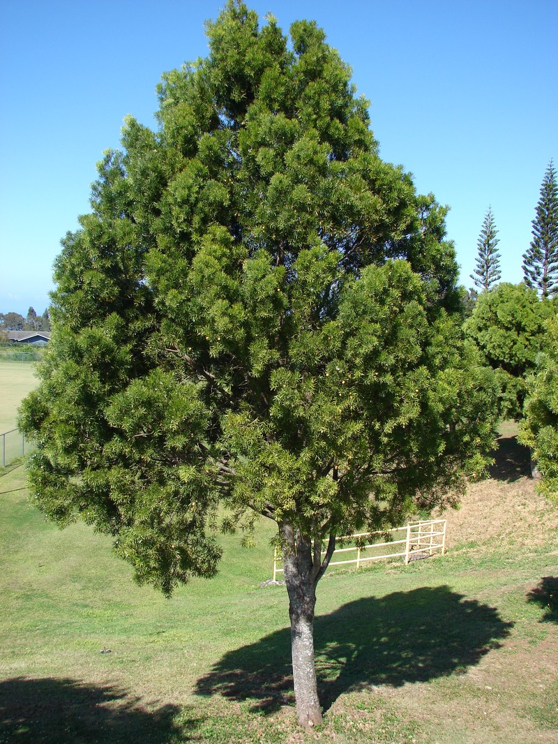 Afrocarpus gracilior