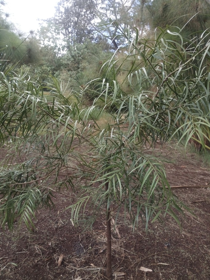 Afrocarpus gracilior photo 2