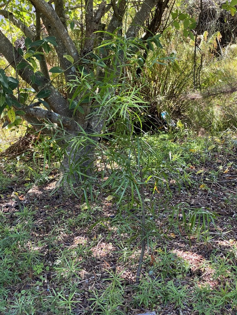 Afrocarpus gracilior photo 3