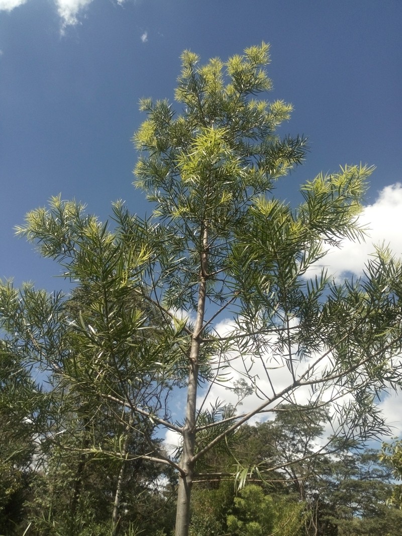 Afrocarpus gracilior photo 4