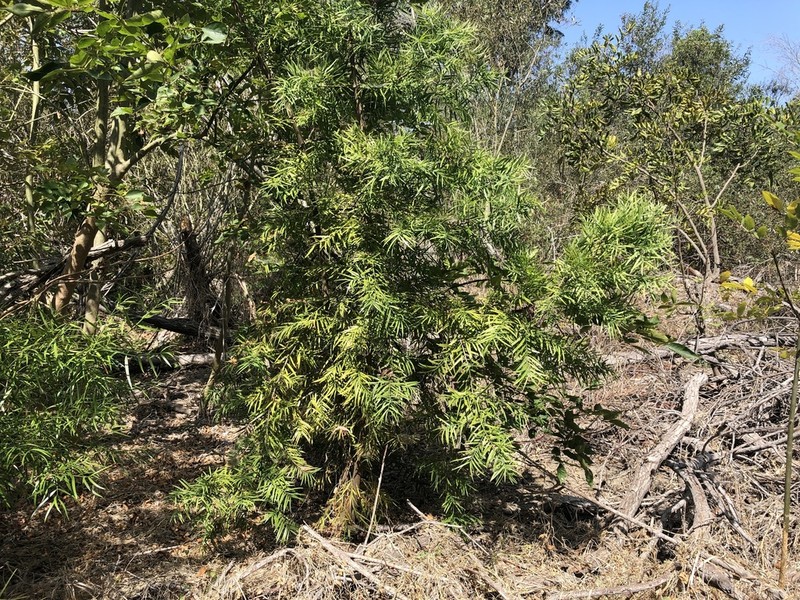 Afrocarpus gracilior photo 5