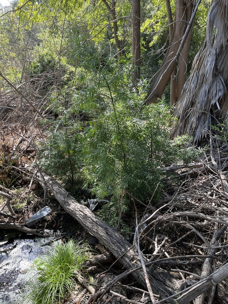 Afrocarpus gracilior photo 6
