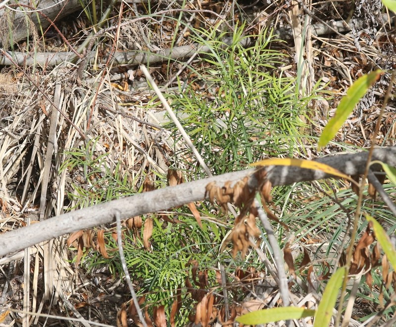 Afrocarpus gracilior photo 7