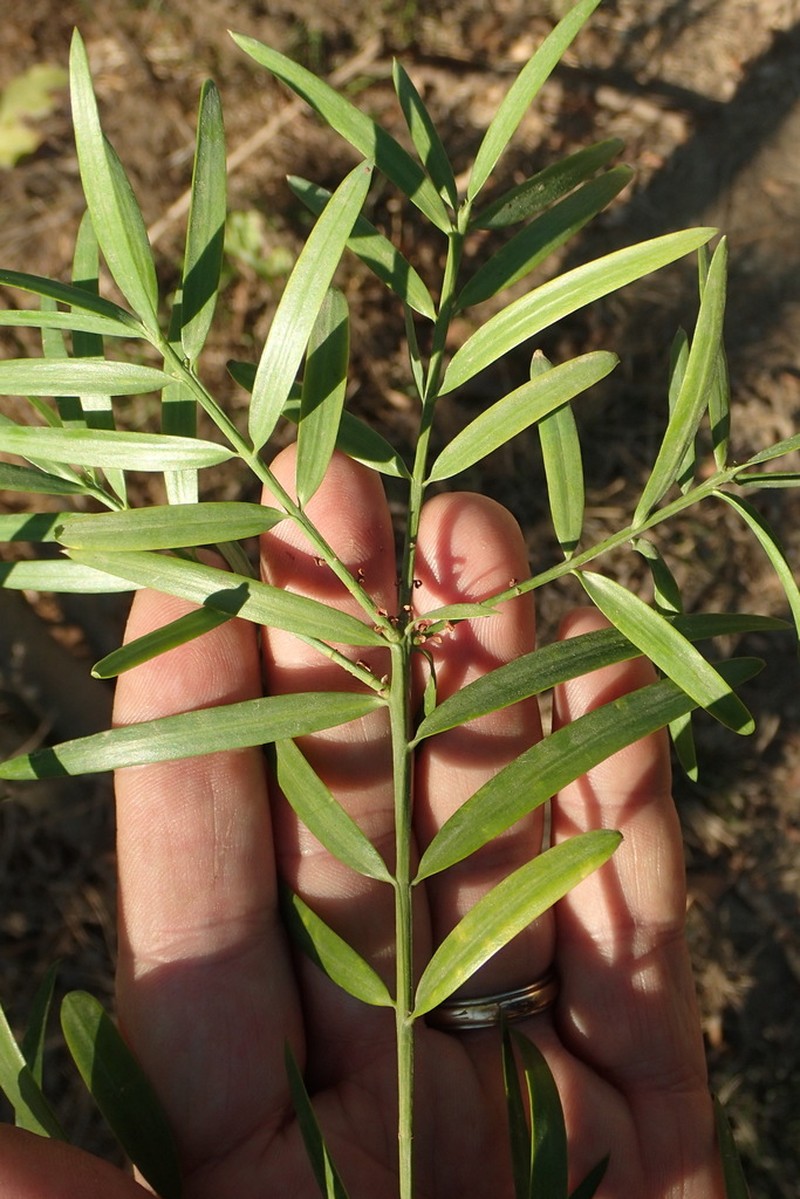 Afrocarpus gracilior photo 8