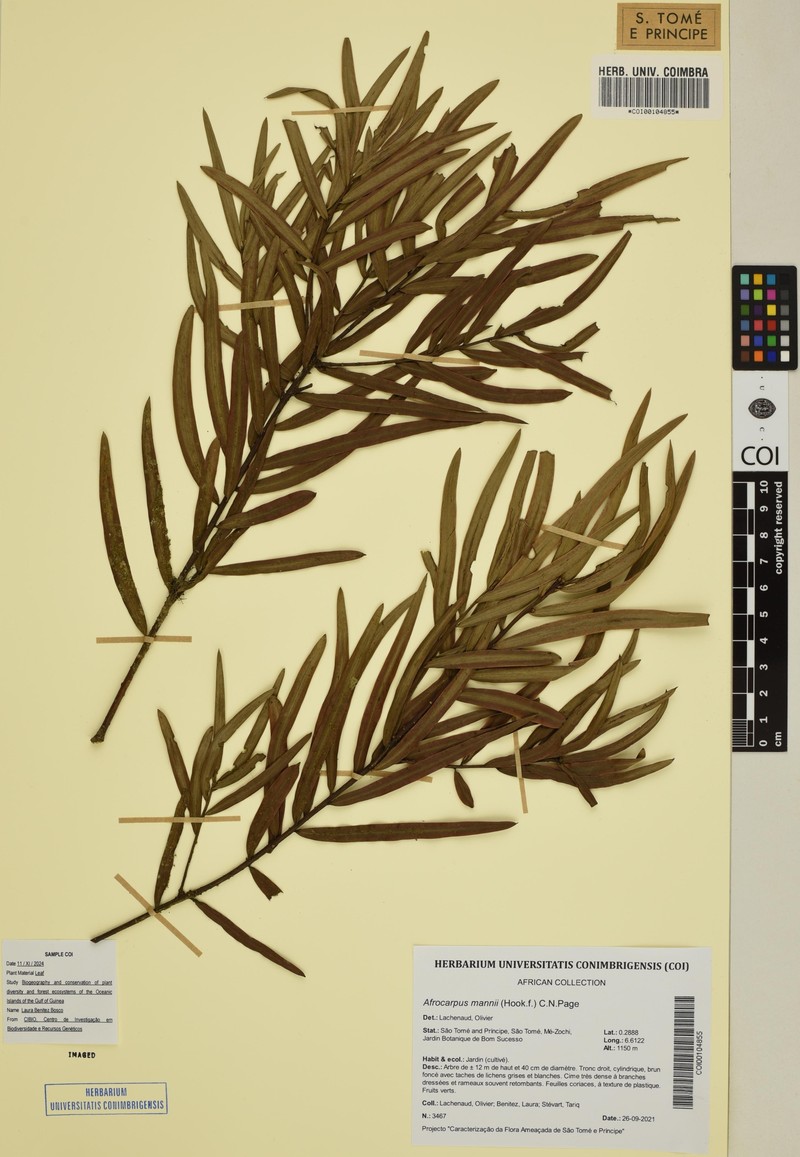 Afrocarpus mannii photo 2