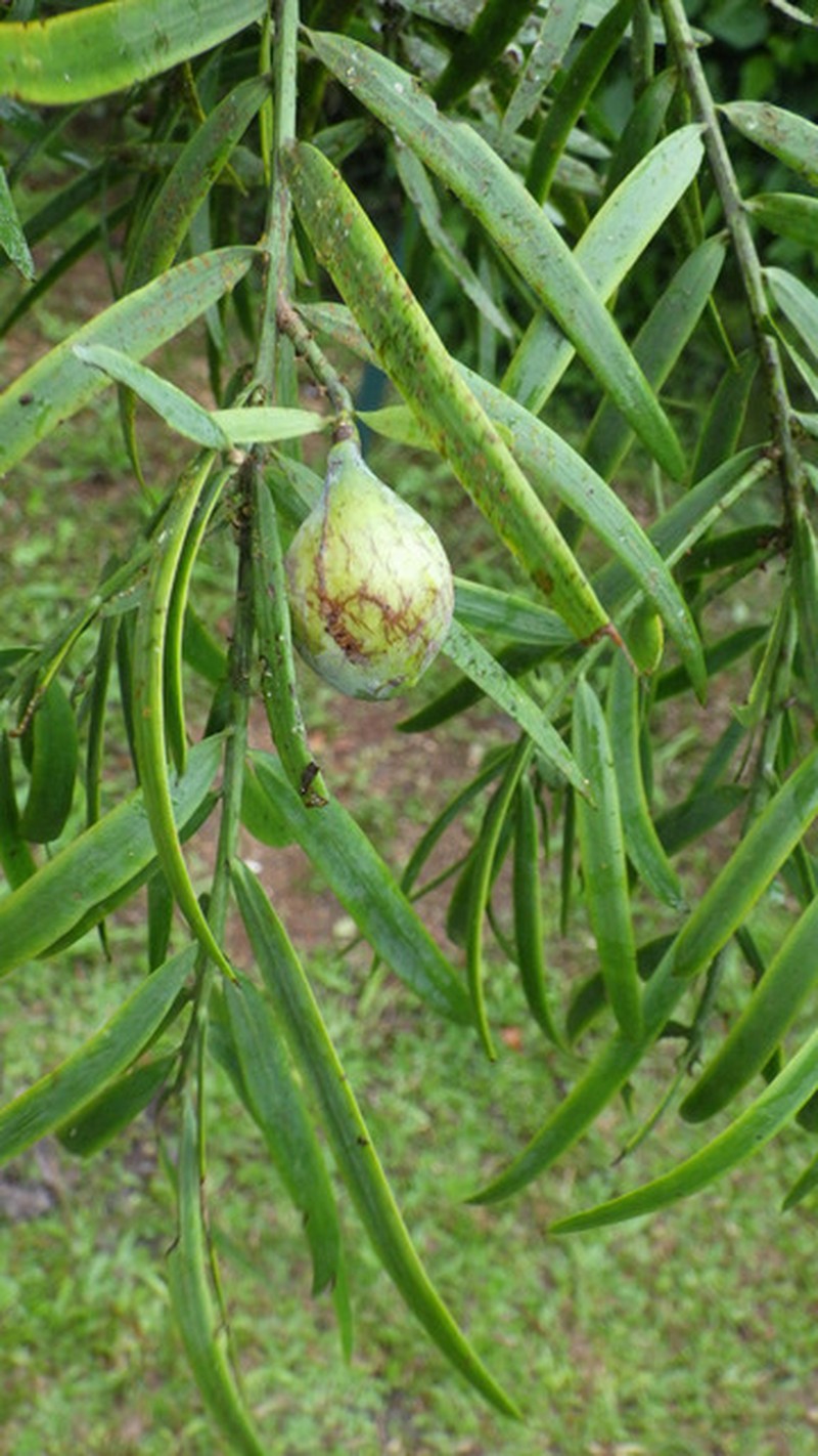 Afrocarpus mannii photo 3