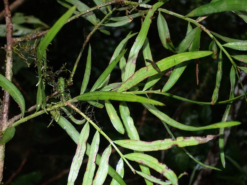 Afrocarpus mannii photo 4