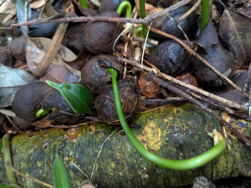 Afrocarpus mannii photo 5