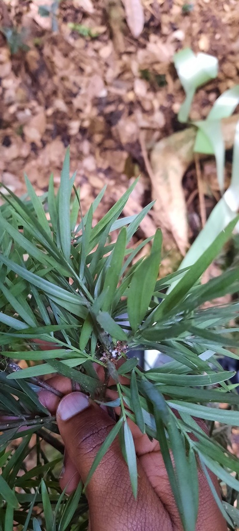 Afrocarpus usambarensis
