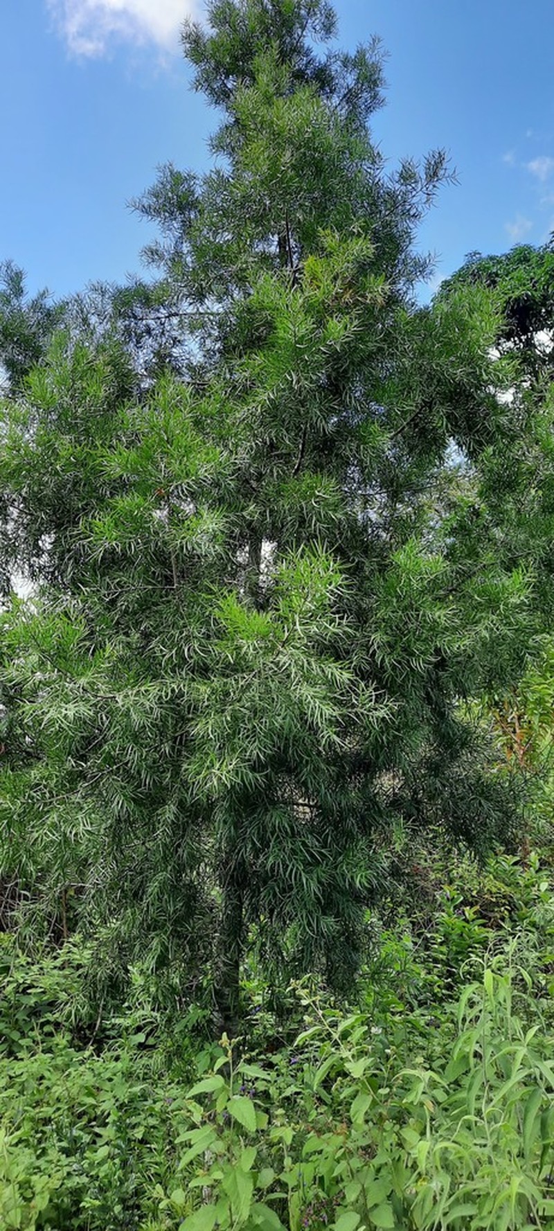 Afrocarpus usambarensis photo 2