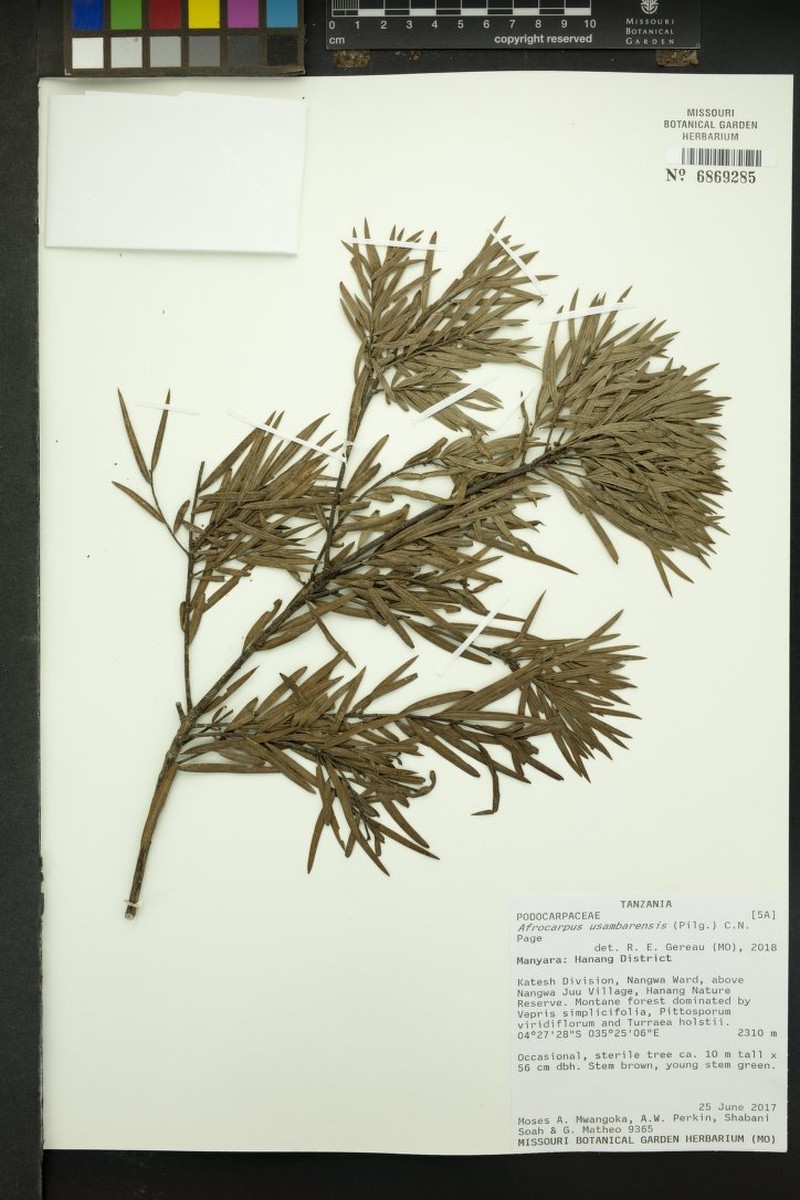 Afrocarpus usambarensis photo 3