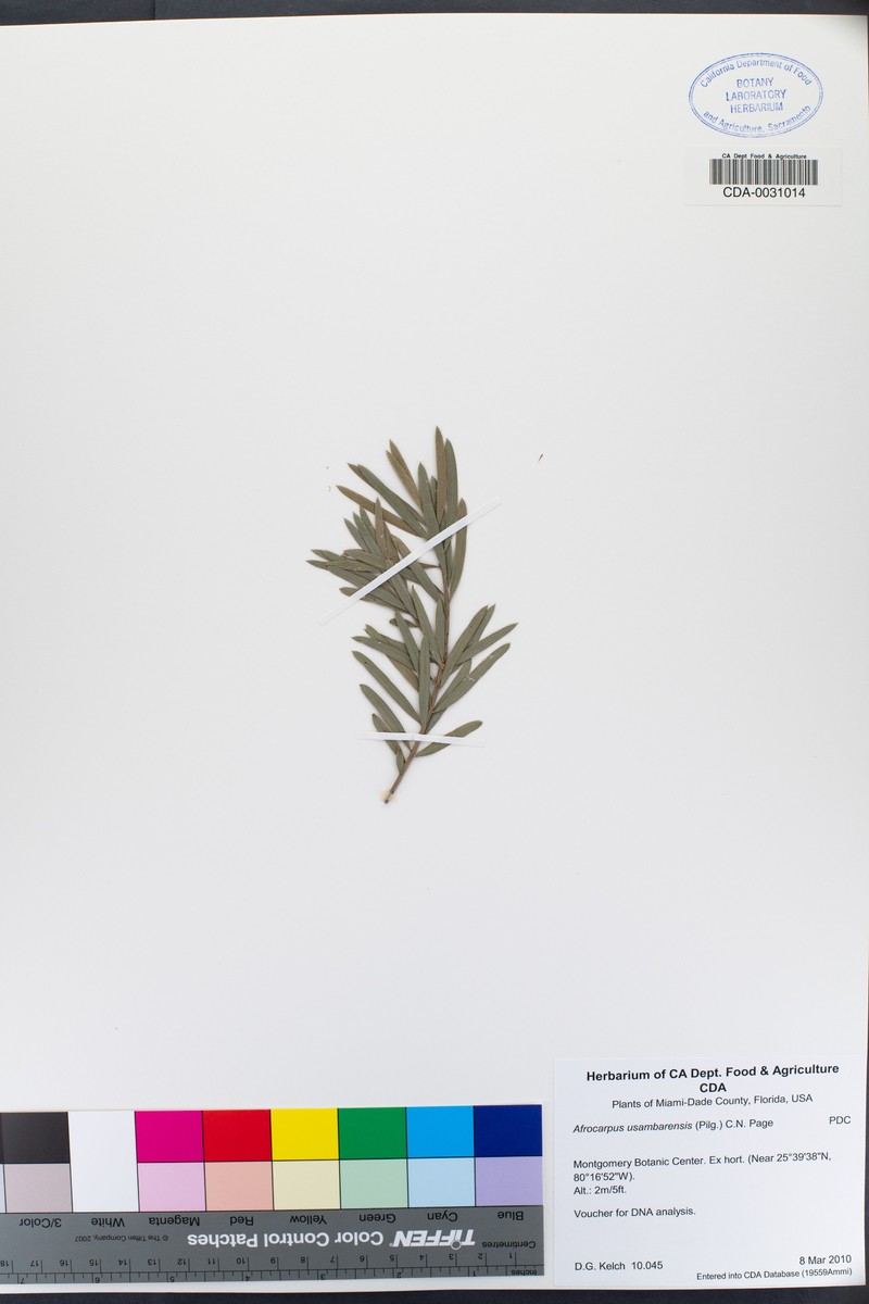 Afrocarpus usambarensis photo 4