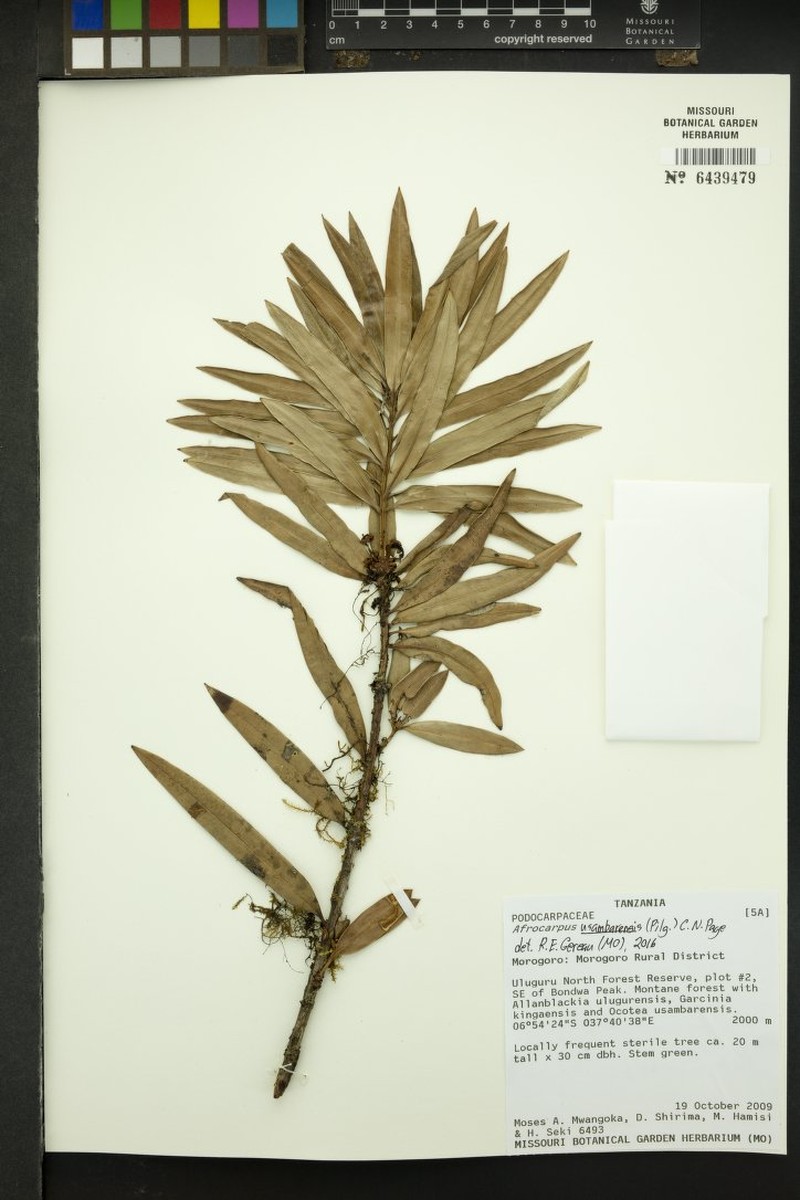 Afrocarpus usambarensis photo 5