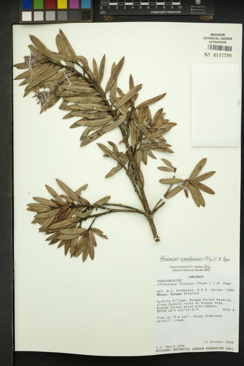 Afrocarpus usambarensis photo 6