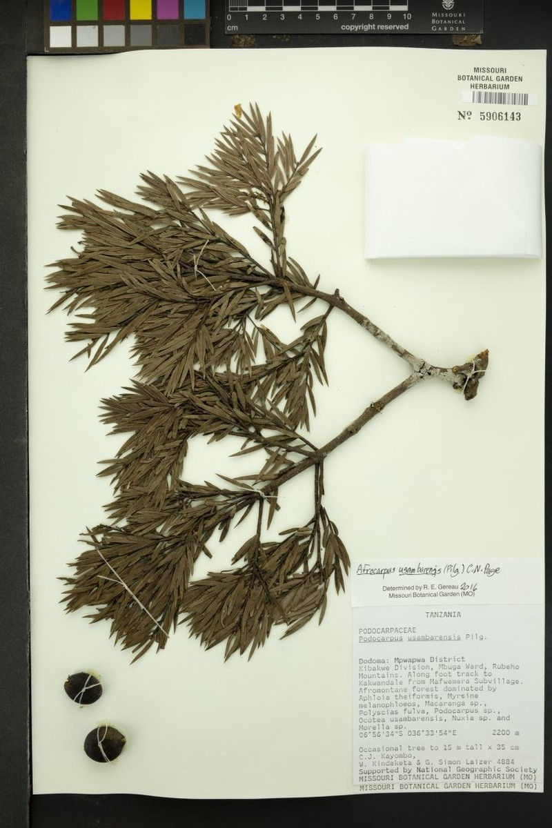 Afrocarpus usambarensis photo 7