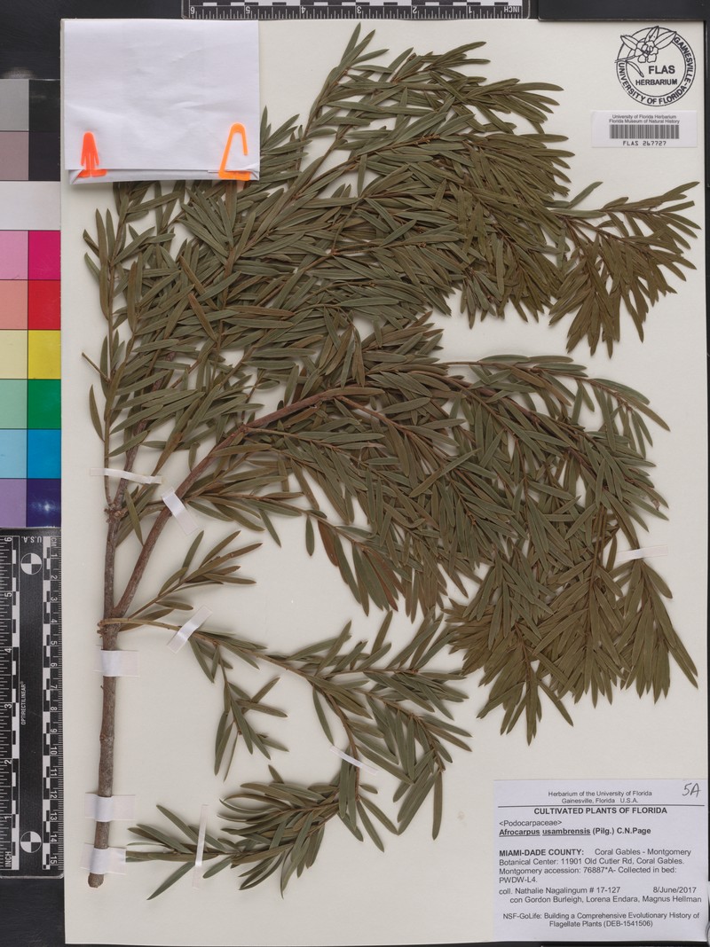 Afrocarpus usambarensis photo 8