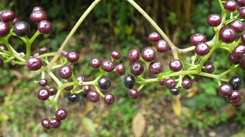 Afrocayratia debilis photo 2