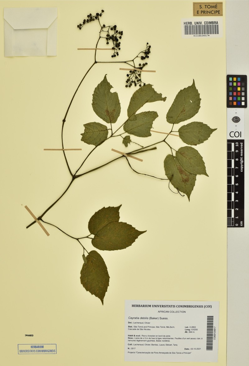 Afrocayratia debilis