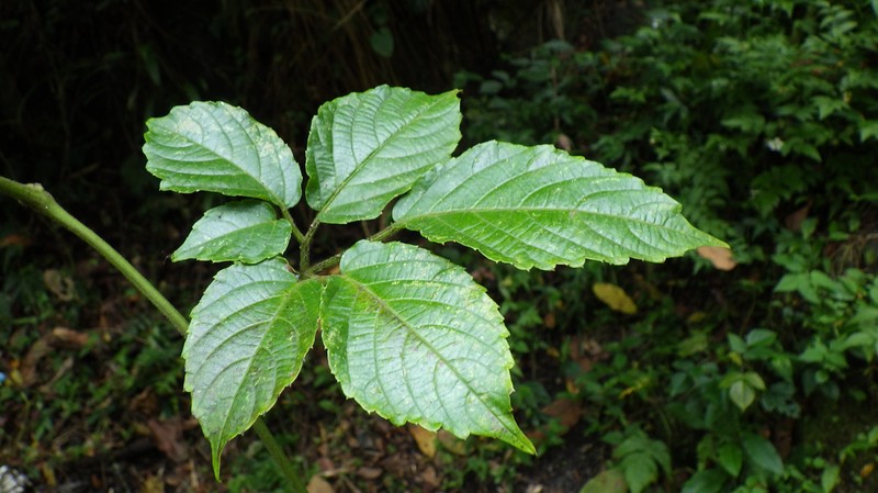 Afrocayratia debilis photo 2